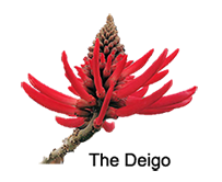Deigo picture